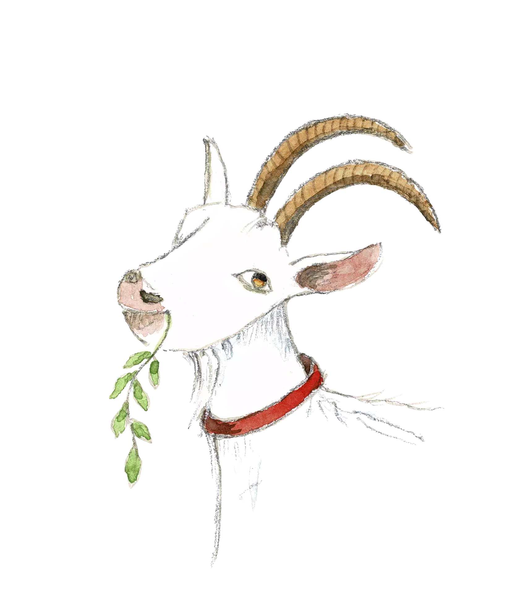 Chevre CLaureau
