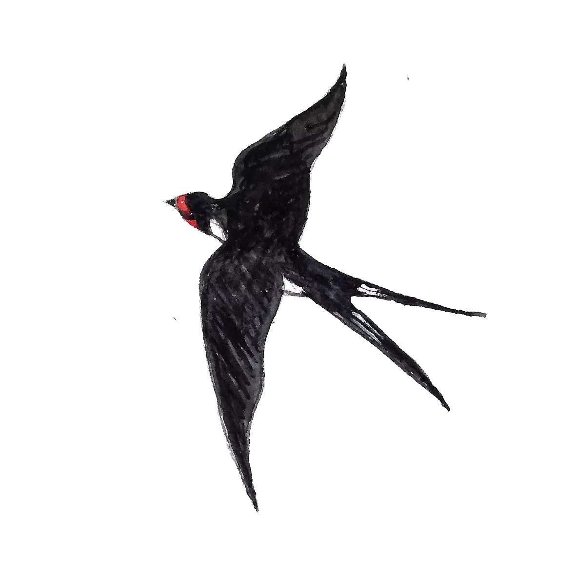 petite hirondelle 2